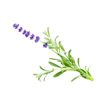 Fresh Lavender Flower